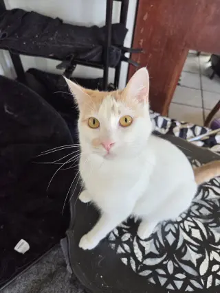 Fiona AKA Silly Goose