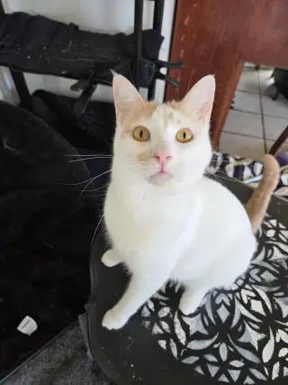 Fiona AKA Silly Goose