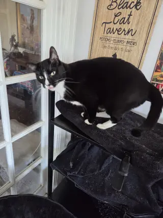 Prince