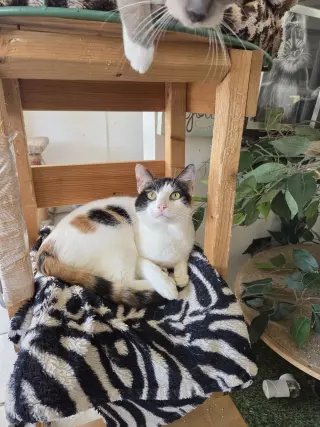 Precious