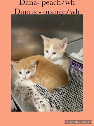Dolly kitten- Donnie