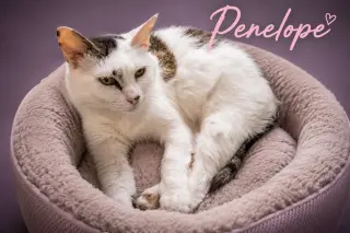 Penelope (FCID# 05/27/2026 - 28 Trainer)