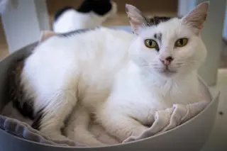 Penelope (FCID# 05/27/2026 - 28 Trainer)