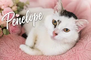 Penelope (FCID# 05/27/2026 - 28 Trainer)
