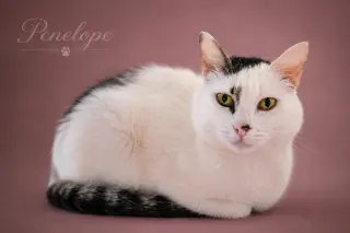 Penelope (FCID# 05/27/2026 - 28 Trainer)