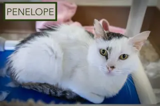 Penelope (FCID# 05/27/2026 - 28 Trainer)