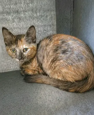 Cleocatra
