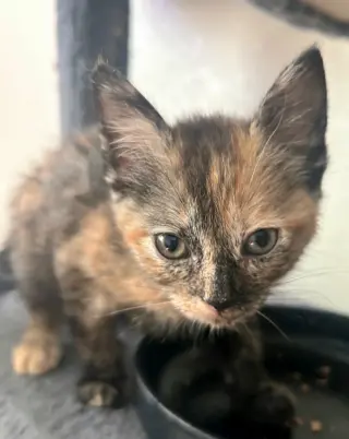 Cleocatra