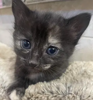 Pixie