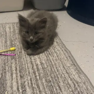 Willow