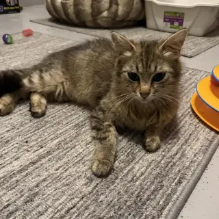 Frankie