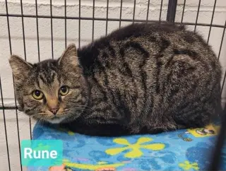 Rune