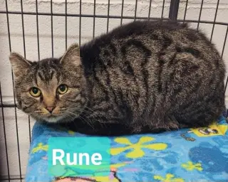 Rune