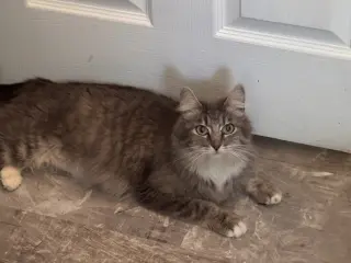 Victoria (Napa Petco)