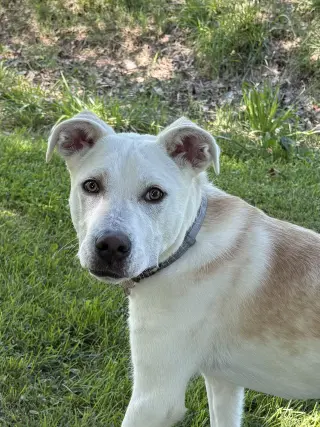PUPPY DELILAH