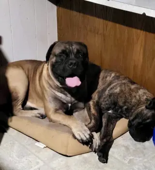 Maverick