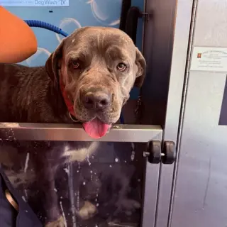Luna 1 - adopted