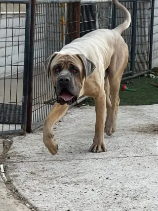 Raja