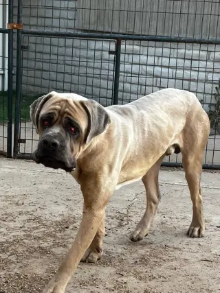 Raja