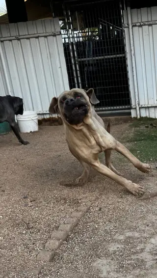 Raja