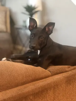 Kora