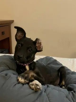 Kora