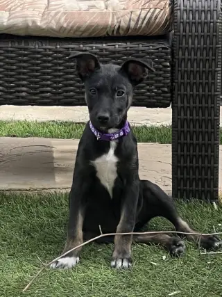 Kora