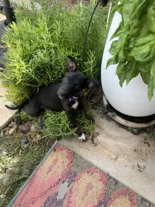 Kora