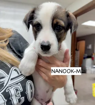 Nanook