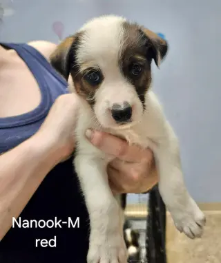 Nanook