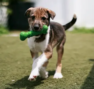 Nova