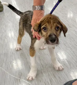 Nova