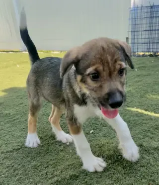 Nova