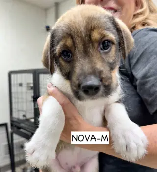 Nova