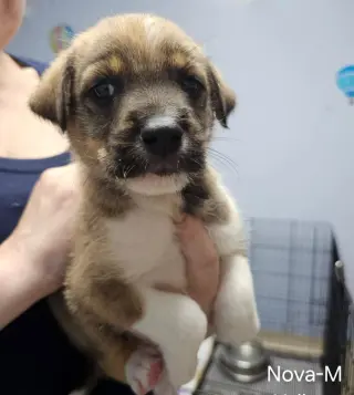 Nova