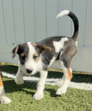 Nemo