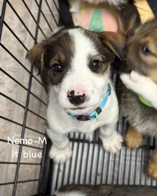 Nemo