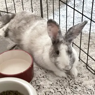 Maple