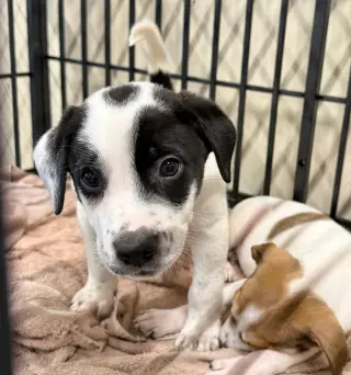 Olaf