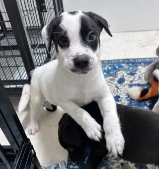Olaf