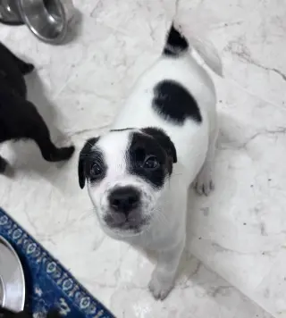 Olaf
