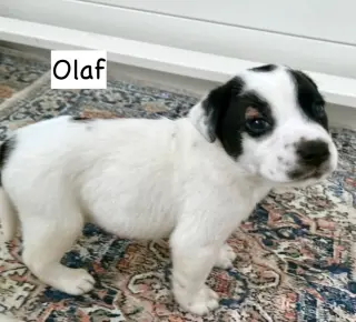 Olaf