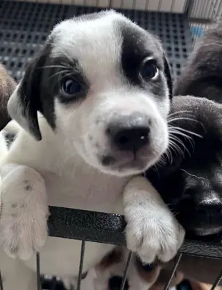 Olaf
