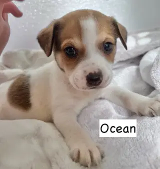 Ocean