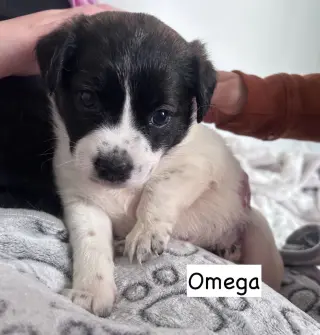 Omega