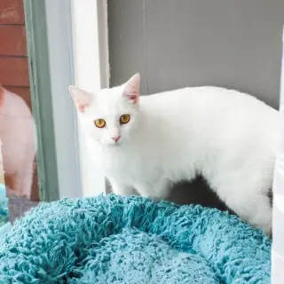 Marshmallow