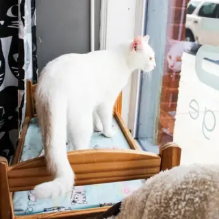 Marshmallow