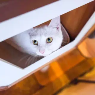 Marshmallow