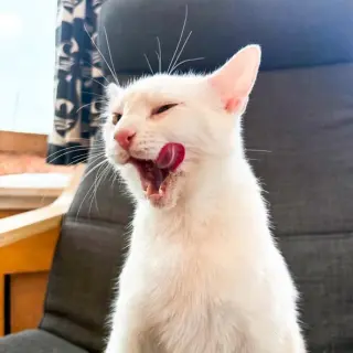 Marshmallow