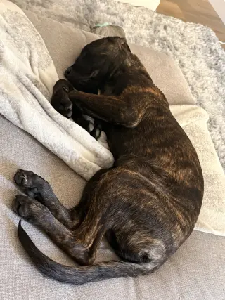 Max